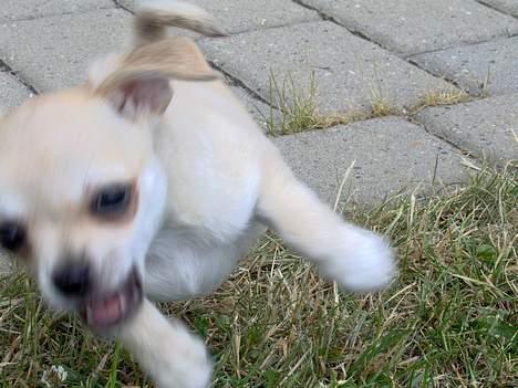 Chihuahua Oliver - Her går han til angreb! billede 16