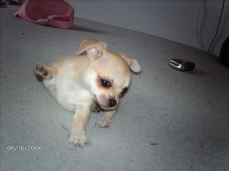 Chihuahua Oliver - Danse danse :) billede 17