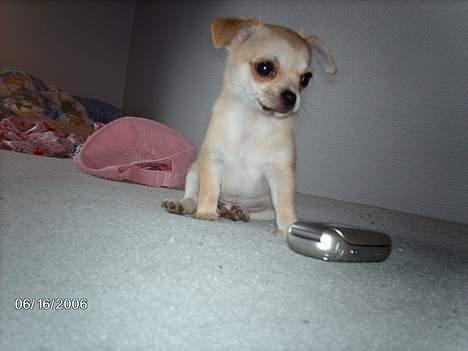 Chihuahua Oliver - Ca. 10 uger gammel billede 18