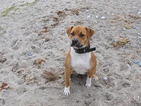 Blanding af racer Tazzi, Amstaff/am bulldog - Billled fra den 7 marts 2007.  Hvor lang tid skal jeg sidde så pænt???? billede 13