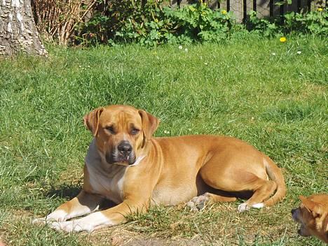 Blanding af racer Tazzi, Amstaff/am bulldog - maj 2007... billede 15