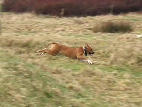 Blanding af racer Tazzi, Amstaff/am bulldog - Billede fra den 7 marts2007 .Her kommer jeg... billede 16