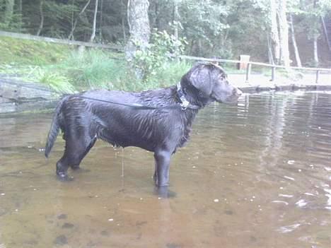 Labrador retriever Maggi - Gået bort - Please, må jeg ikke godt gå ud til de ænder???? :D Be Be..! billede 10