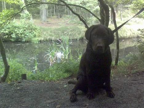 Labrador retriever Maggi - Gået bort - Nååååårh, er hun ikke bare kær <3? billede 11