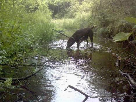 Labrador retriever Maggi - Gået bort - Maggi <33 billede 12