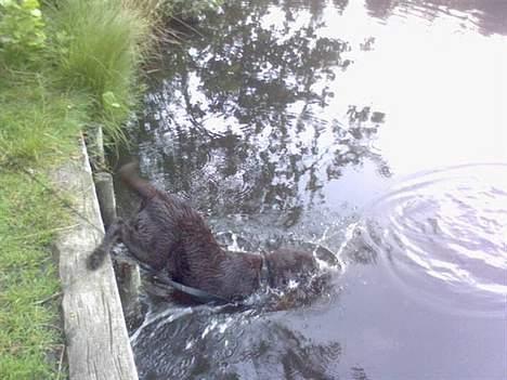 Labrador retriever Maggi - Gået bort - Maggi springer bare ud i livet! <33 hehe. hun elsker bare at bade <3 billede 13