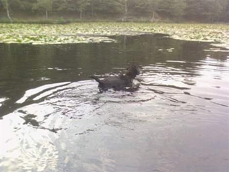 Labrador retriever Maggi - Gået bort - Altså de ænder der, dem vil jeg rigtig gerne ud/have fat i (; billede 14