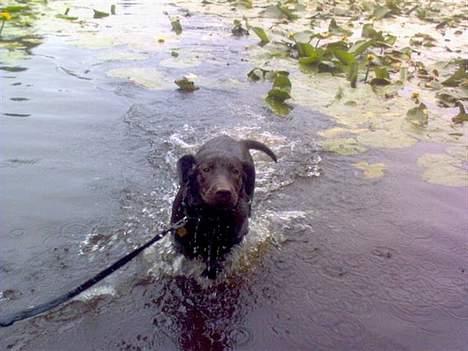 Labrador retriever Maggi - Gået bort - Ja ja, jeg kommer nu ;p !? billede 16