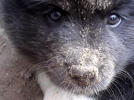 Finsk lapphund Coco  - Spidshund eller gravhund - LoL hehe.. men stadig NUSER--xD :I billede 1