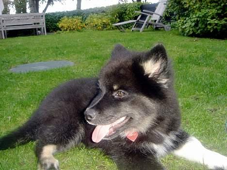 Finsk lapphund Coco  - Så er Coco blvet 14 uger - maden virker billede 2