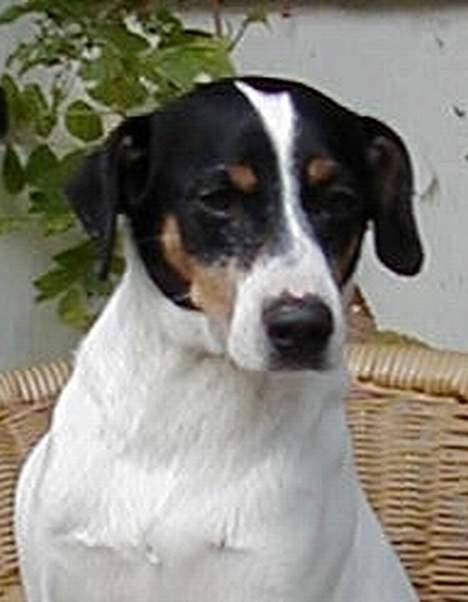 Dansk svensk gaardhund Kaj - Kaj billede 1