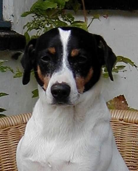 Dansk svensk gaardhund Kaj - Kaj  billede 2