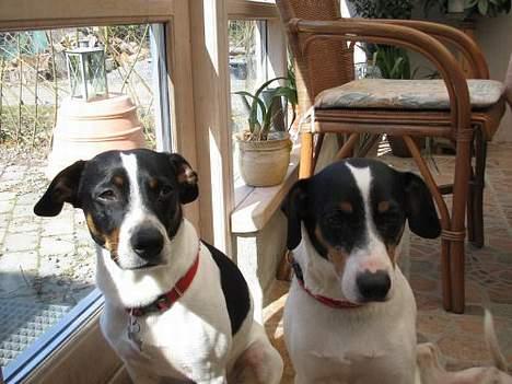 Dansk svensk gaardhund Kaj - Nicki og Kaj. Søn og far. Kan det ses ? billede 3