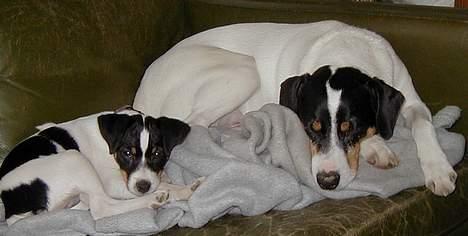 Dansk svensk gaardhund Kaj - Lille Hexen og Kaj billede 4