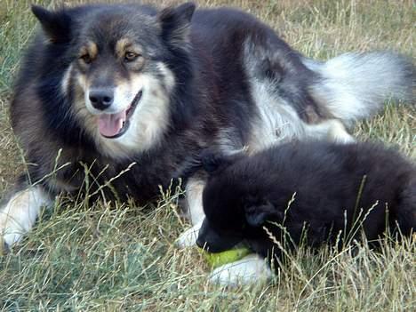 Finsk lapphund Coco  - Coco med mor inden afhentning  billede 3
