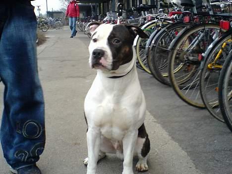 Amerikansk staffordshire terrier *Taz* billede 15