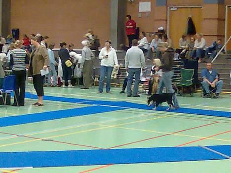 Finsk lapphund Finda Andy, kaldet Axel billede 19