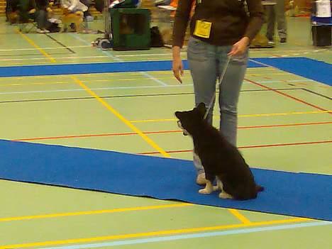 Finsk lapphund Finda Andy, kaldet Axel billede 20