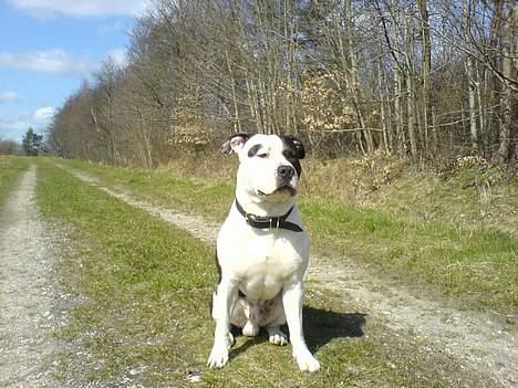Amerikansk staffordshire terrier *Taz* billede 16