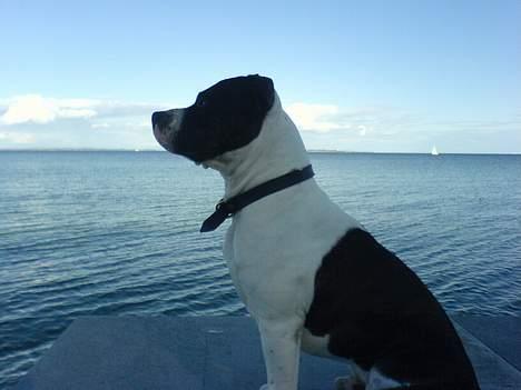 Amerikansk staffordshire terrier *Taz* billede 17