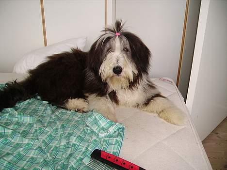 Bearded collie Vappe billede 3