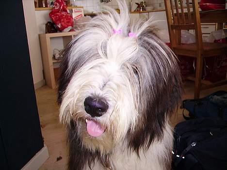 Bearded collie Vappe billede 4