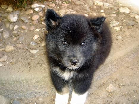 Finsk lapphund Coco  - Coco kun 6 uger gammel billede 4