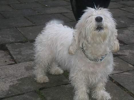 Petit basset griffon wendéen Miel. 1995-2007 - en lille hilsen til mor billede 4