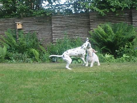 Petit basset griffon wendéen Miel. 1995-2007 - Frodo skal lige sættes på plads billede 5