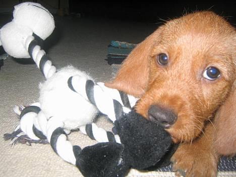 Basset fauve de bretagne Fjordkærs Ingolf - Ingolf den lille prins billede 1
