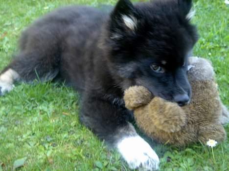 Finsk lapphund Coco  - Så får bamse en tur.  billede 5