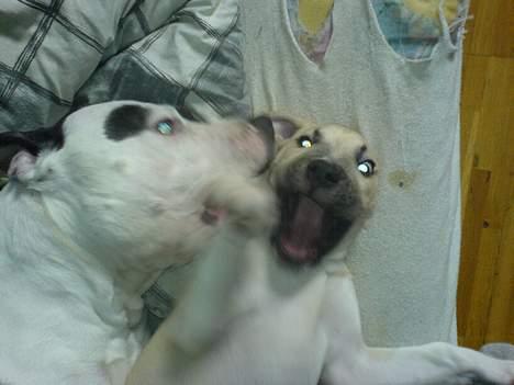 Amerikansk staffordshire terrier *Taz* billede 18