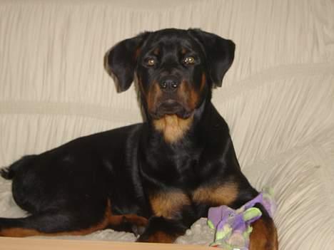 Rottweiler Otto - 3.10.06 ... Har sneget resterne af min bamse op i sofaen ...  billede 7