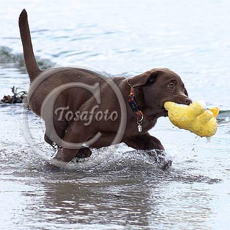 Labrador retriever Brown Hunts Bertha R.I.P. billede 6