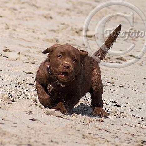 Labrador retriever Brown Hunts Bertha R.I.P. billede 7