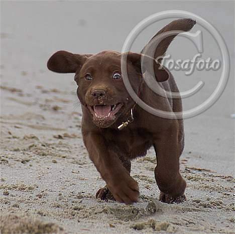 Labrador retriever Brown Hunts Bertha R.I.P. billede 8