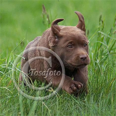 Labrador retriever Brown Hunts Bertha R.I.P. billede 9