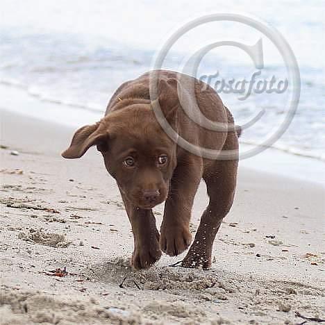 Labrador retriever Brown Hunts Bertha R.I.P. billede 10
