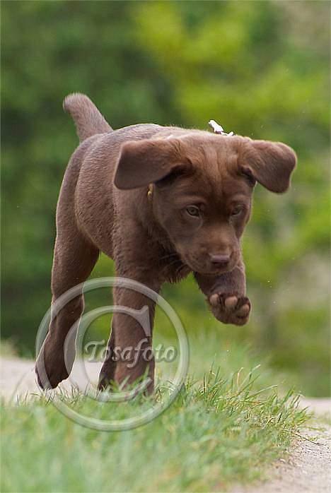 Labrador retriever Brown Hunts Bertha R.I.P. billede 11