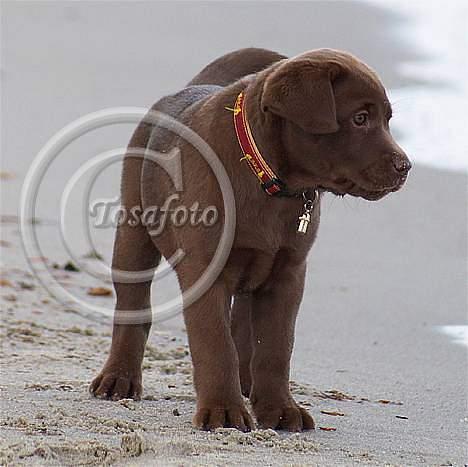 Labrador retriever Brown Hunts Bertha R.I.P. billede 12
