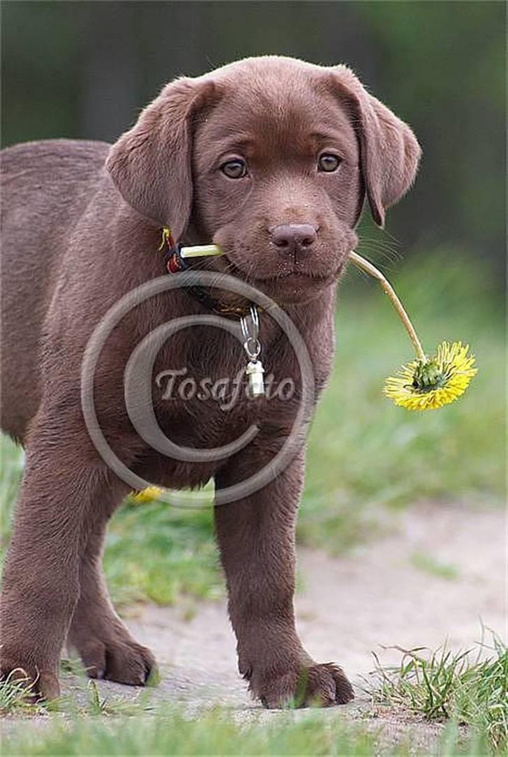 Labrador retriever Brown Hunts Bertha R.I.P. billede 13