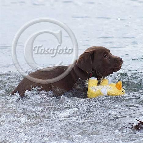 Labrador retriever Brown Hunts Bertha R.I.P. billede 14
