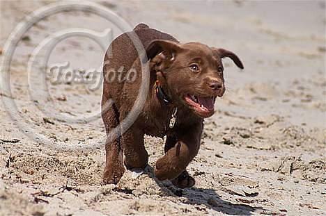 Labrador retriever Brown Hunts Bertha R.I.P. billede 15