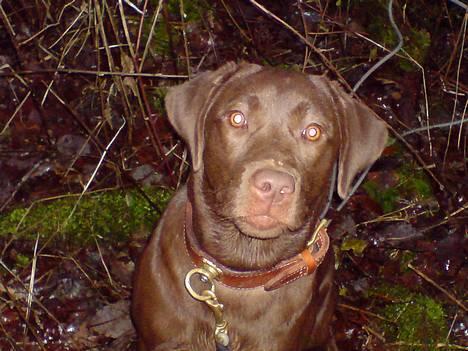 Labrador retriever Brown Hunts Bertha R.I.P. billede 16