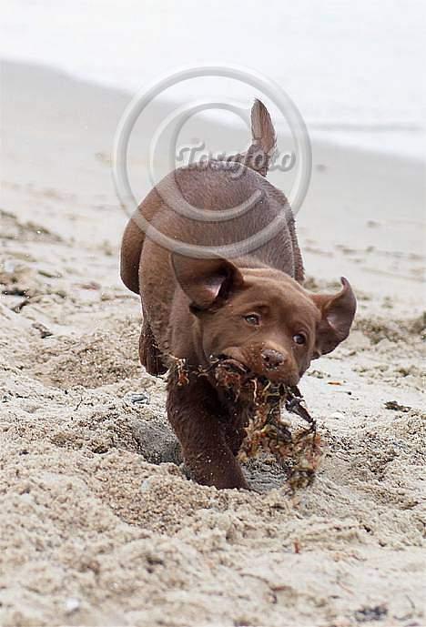 Labrador retriever Brown Hunts Bertha R.I.P. billede 17