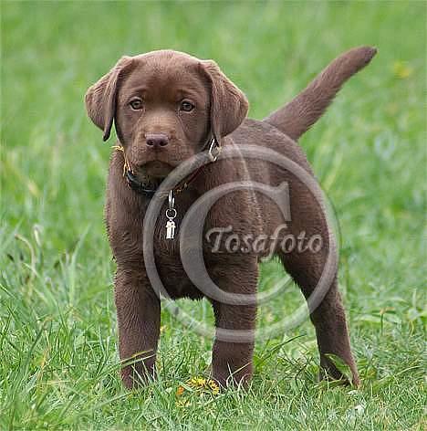 Labrador retriever Brown Hunts Bertha R.I.P. billede 18