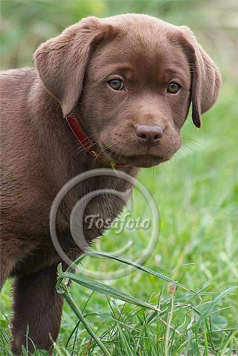 Labrador retriever Brown Hunts Bertha R.I.P. billede 19