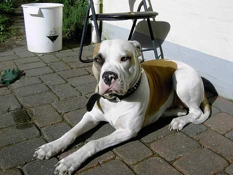 Amerikansk bulldog Lady - lady nyder de sidste solstråler den 3 okt. billede 1