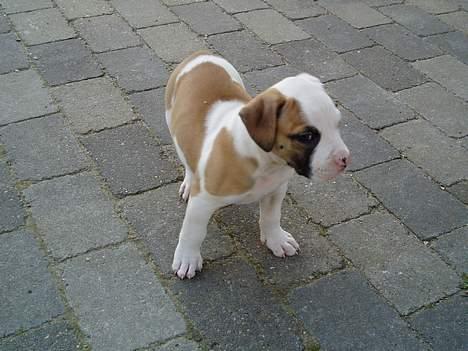 Amerikansk bulldog Lady - billede af lady som hvalp billede 2