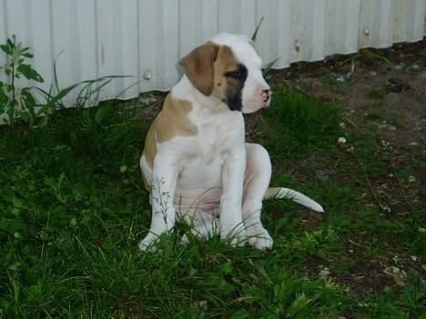 Amerikansk bulldog Lady - igen lady som hvalp billede 3